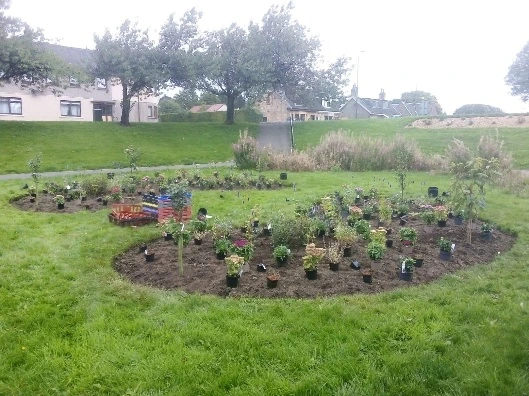 Bonnybridge planting scheme during establishment