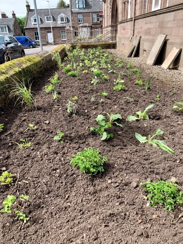 Brechin Library planting in 2024