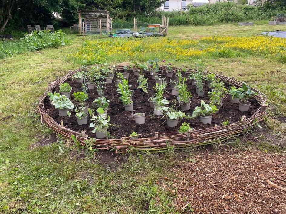Newly planted circular Bee Bed