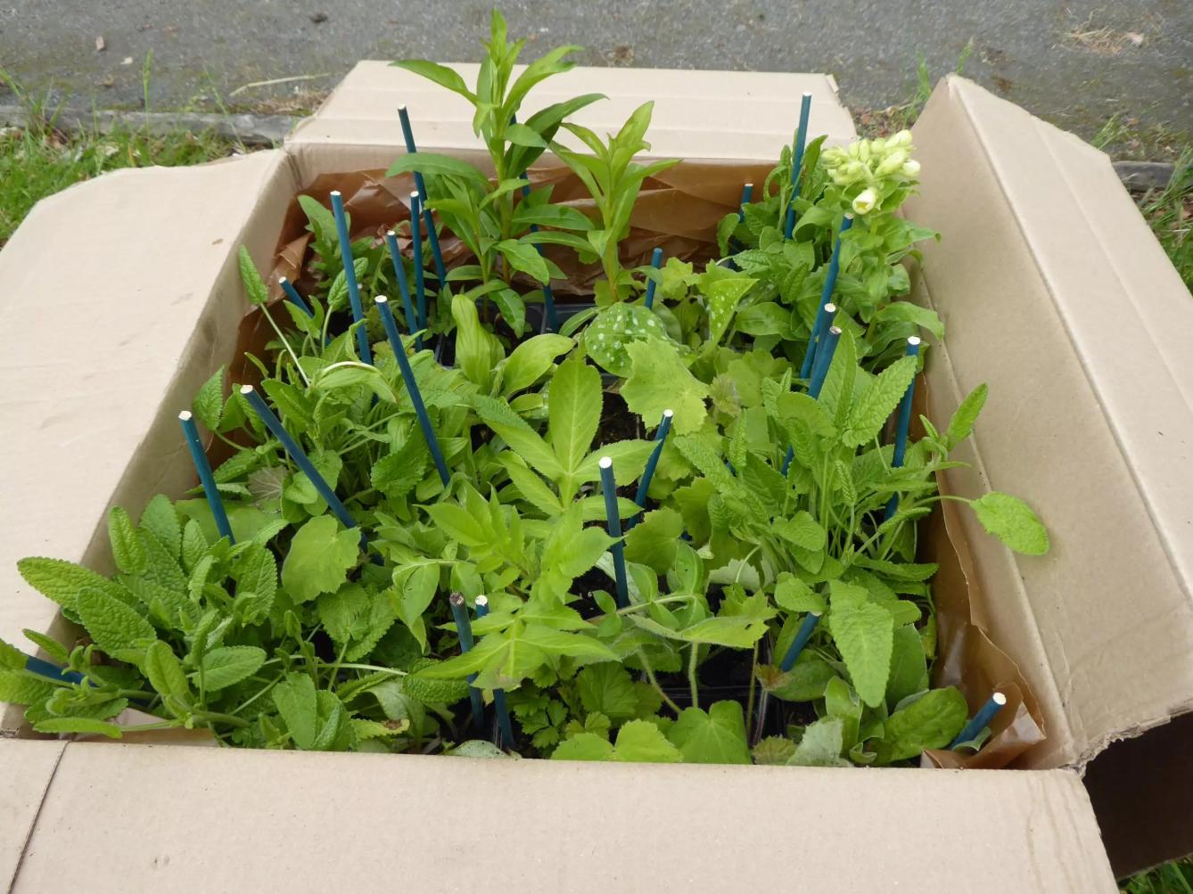Peat-free and organic plants delivered for a Bee Bed
