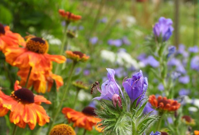 Pollinator-friendly orange and blue flowers