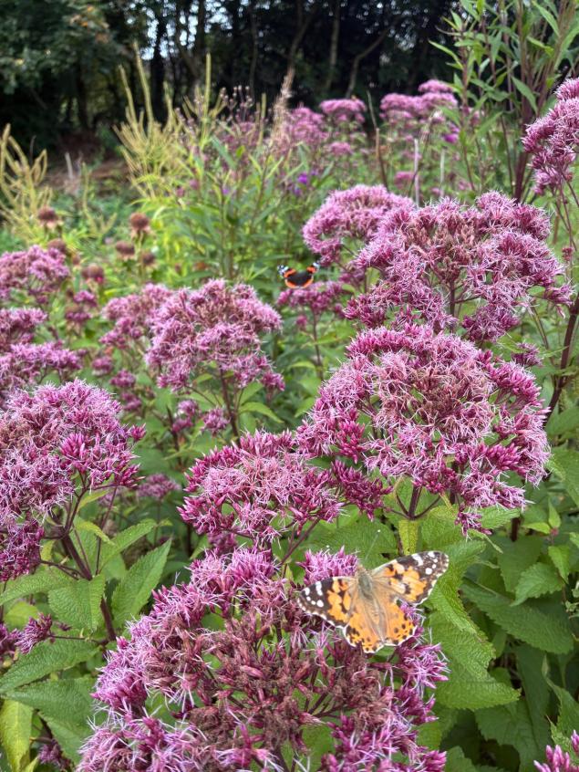 Butterfly feeding on purple flowers