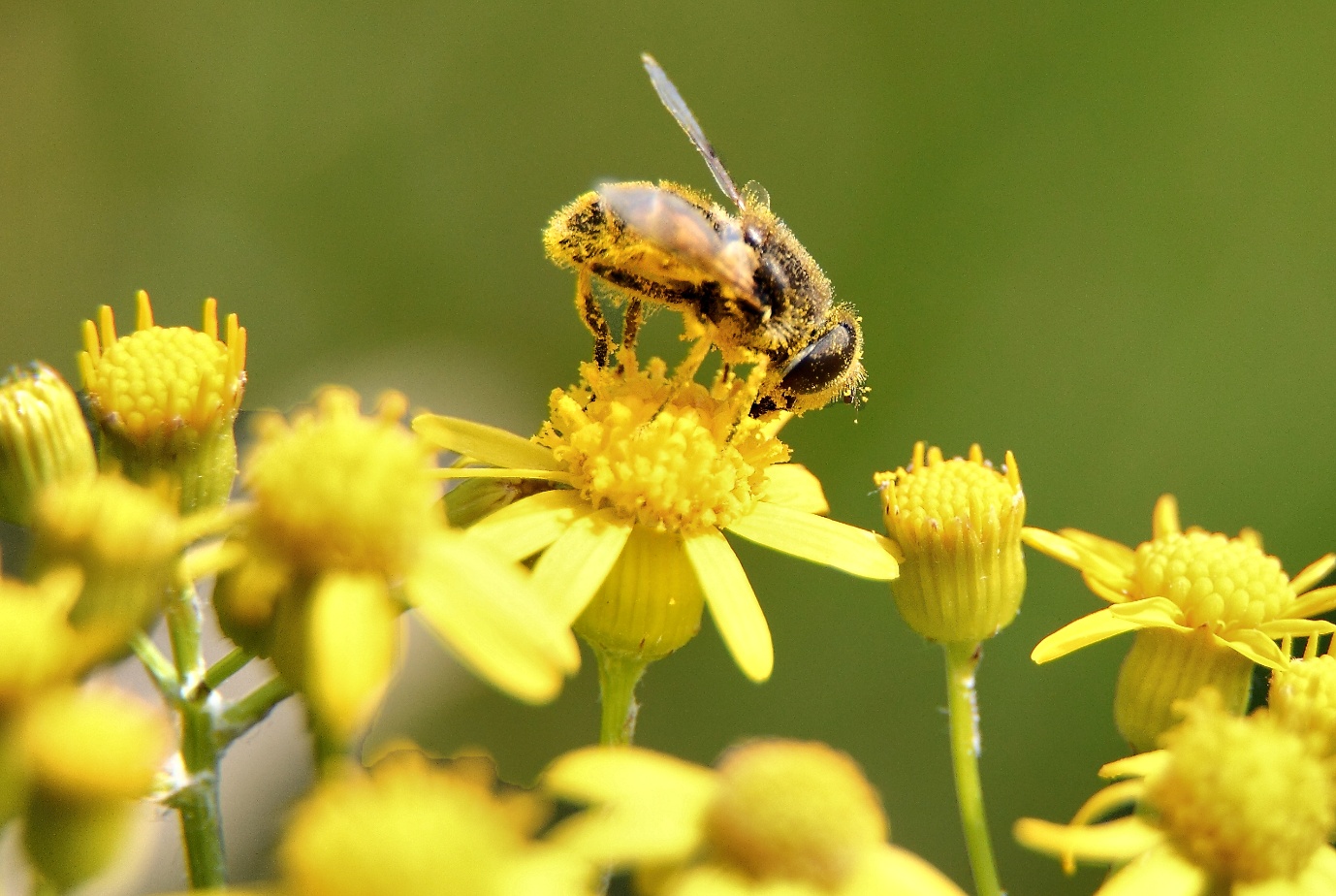Pollinator on yellow flowers