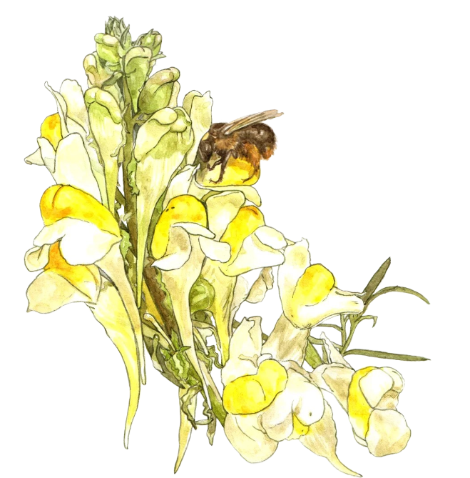 Botanical illustration of a pollinator on flowers