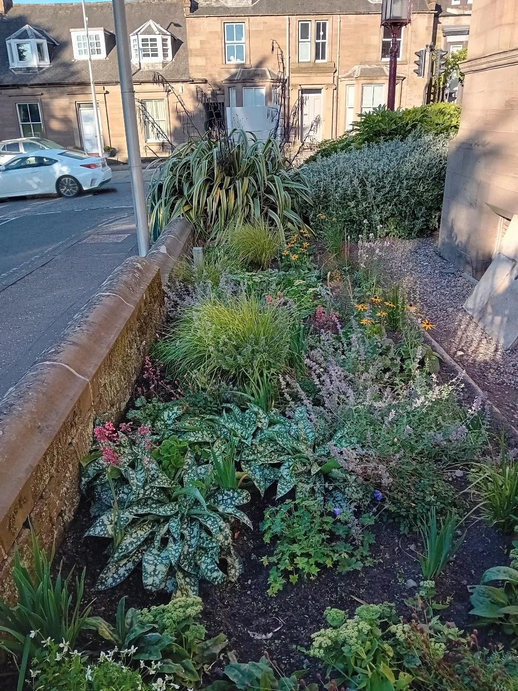 Established pollinator-friendly planting at Brechin Library Bee Beds