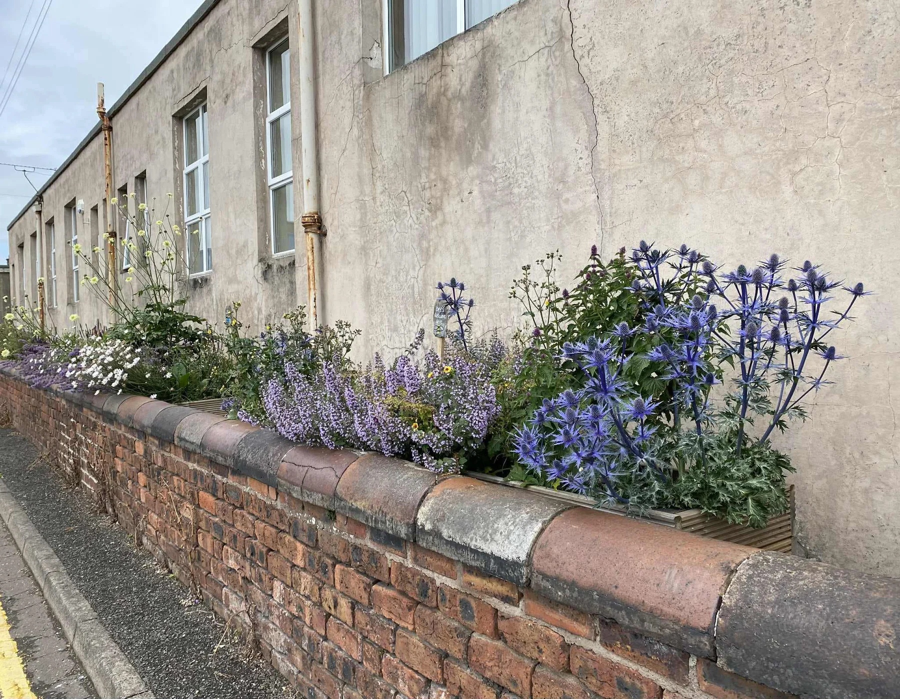 Established planting in Grangemouth Town Centre