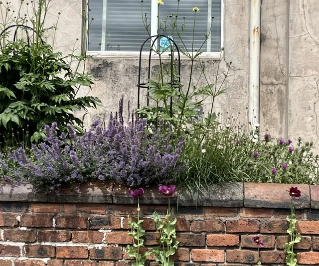 Pollinator-friendly flowers in Grangemouth Town Centre