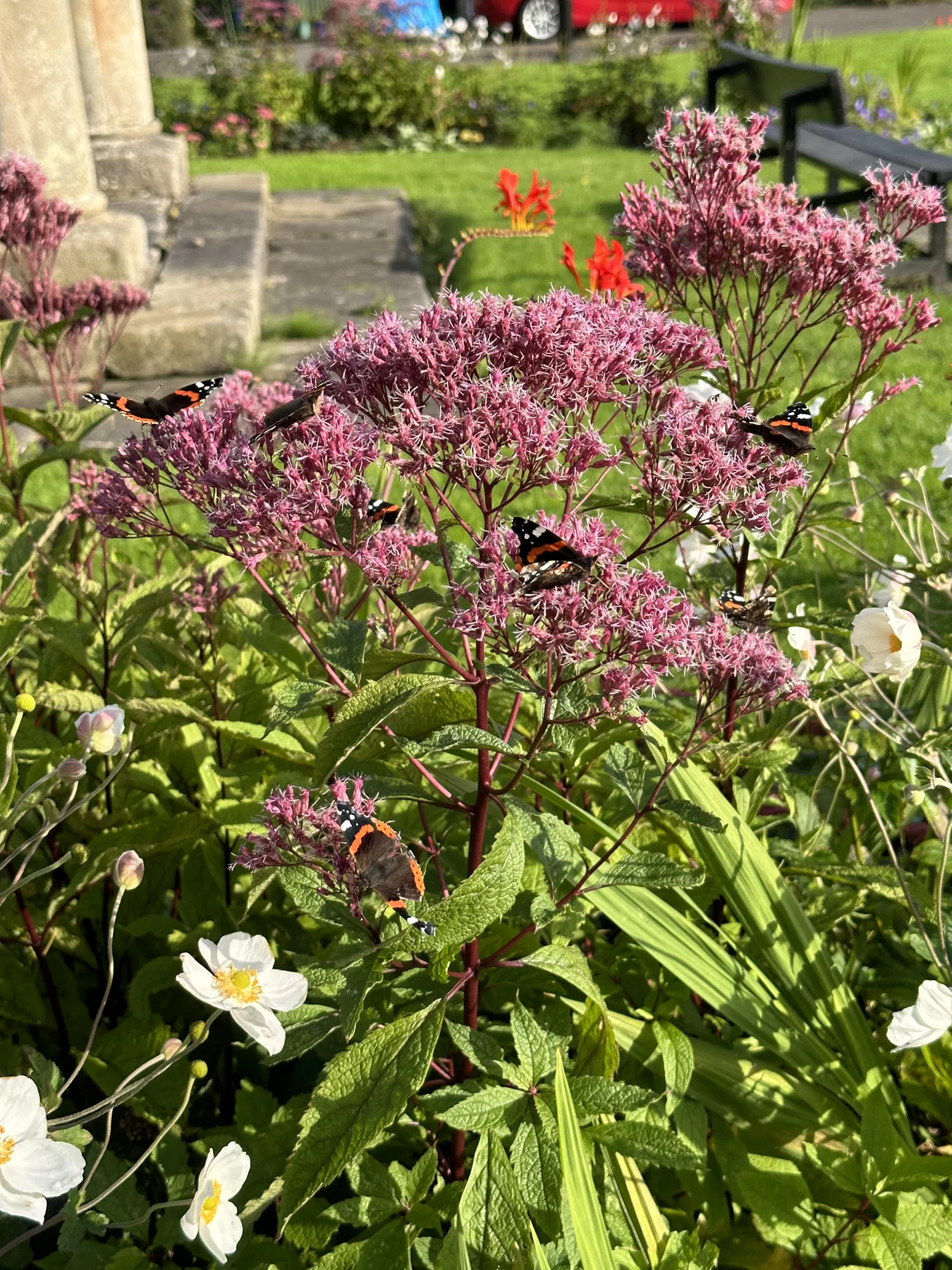 Pollinator-friendly flowers at Dunmore Village