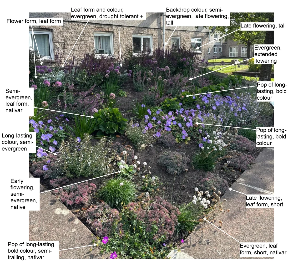 Annotated Tillicoultry planting design showing plant characteristics