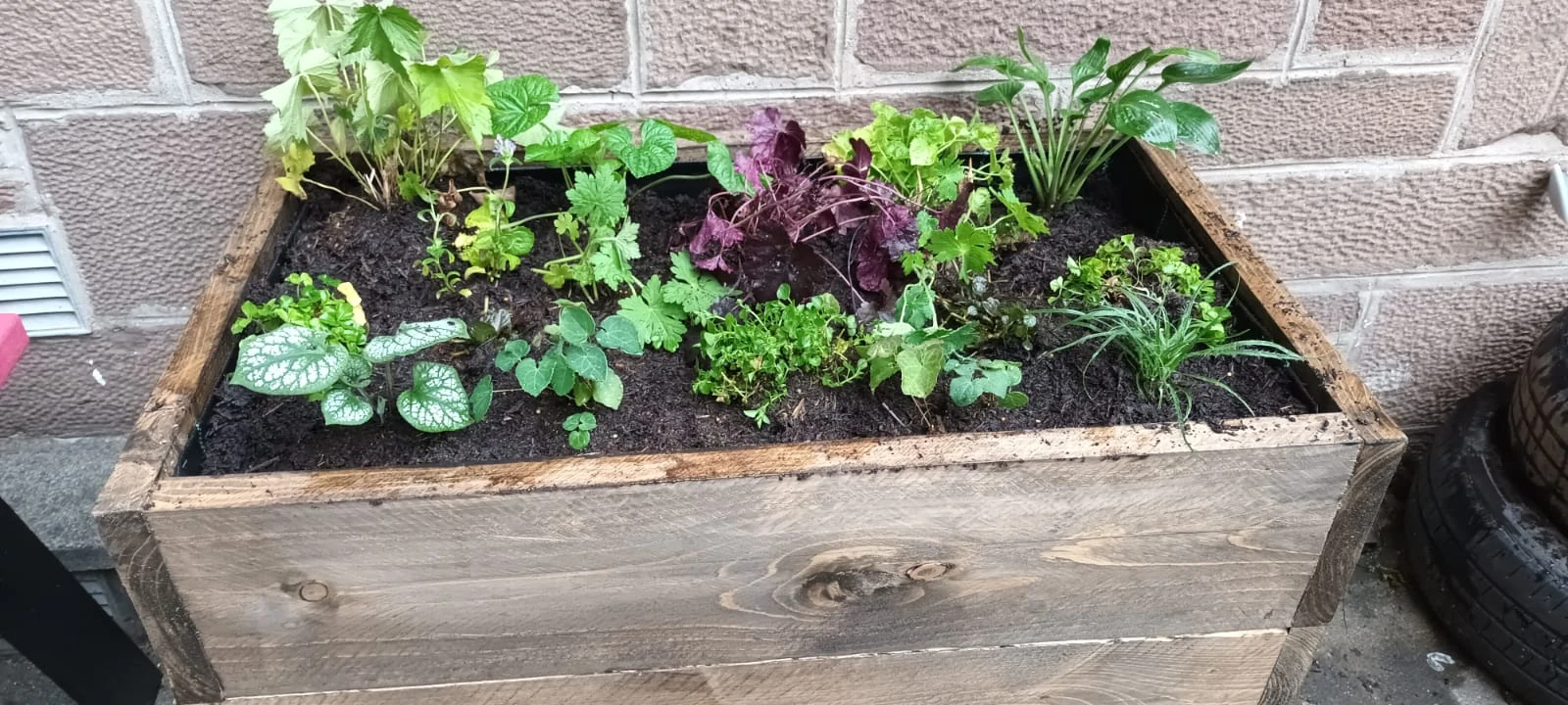 Newly planted wooden planter in the shaded courtyard