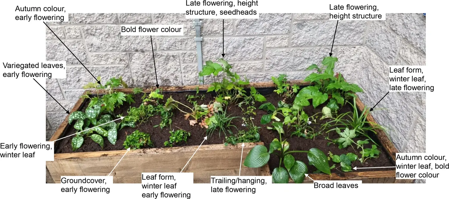 Annotated planting design showing seasonal and structural planting choices