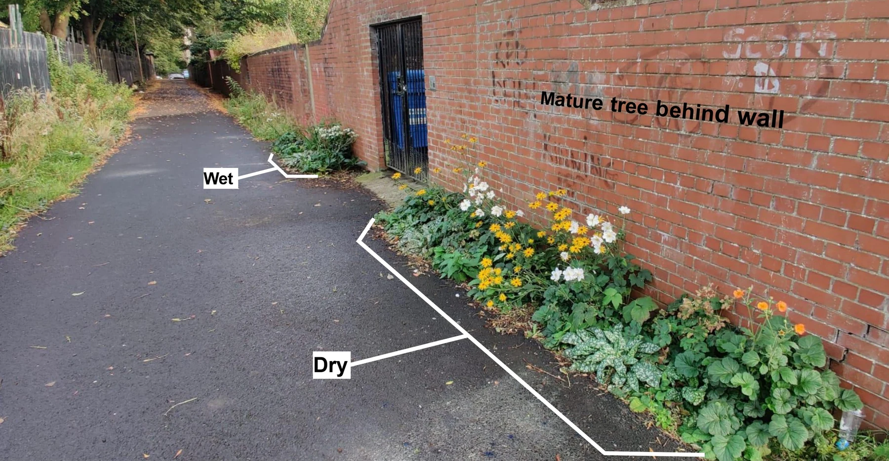 Annotated Walmer Lane planting showing wet and dry conditions and a mature tree behind the wall