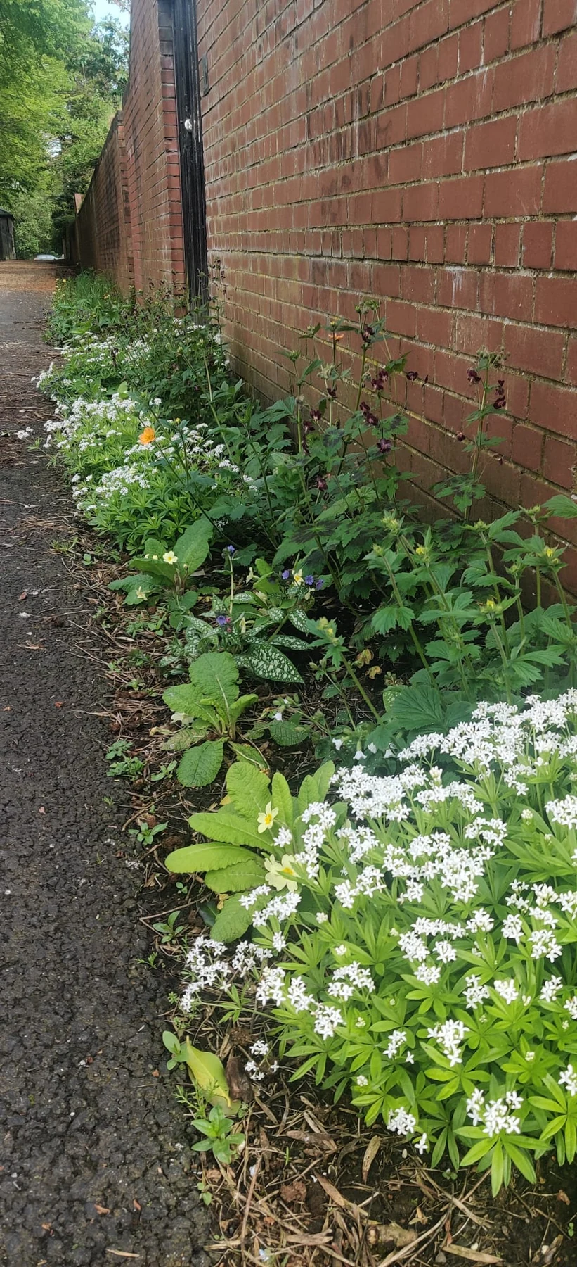Walmer Lane planting in spring