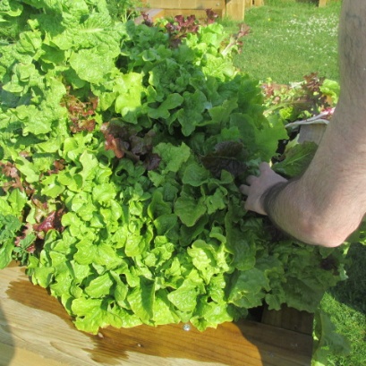 Fresh produce in a raised bed at HMP Stirling