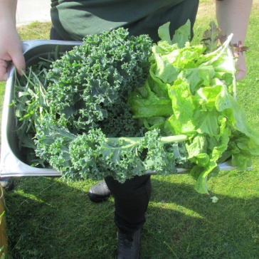Freshly harvested produce at HMP Stirling