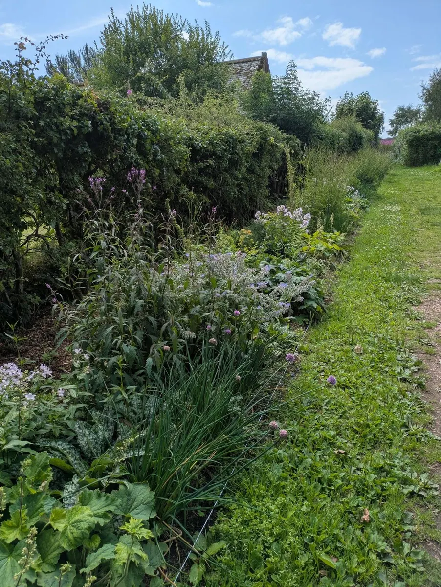 Pollinator-friendly planting beside a hedgerow