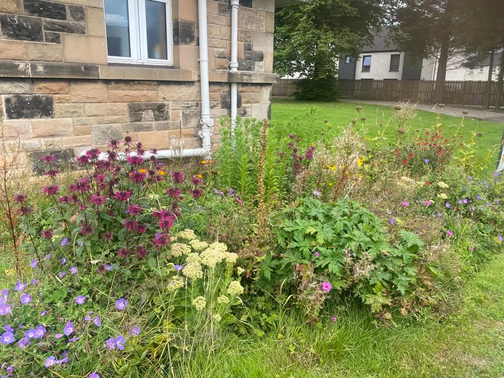 Pollinator-friendly planting beside a building