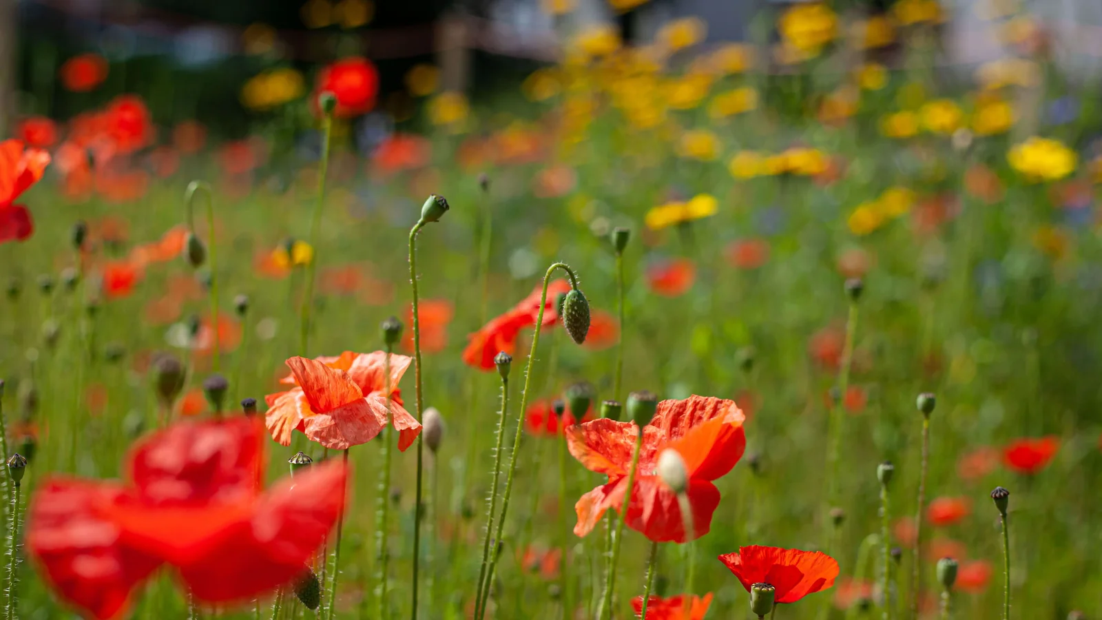 A mix of flowering plants useful to pollinators